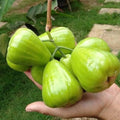 Wax Apple / Chamba (Thai Green, Layer) Fruit Plant
