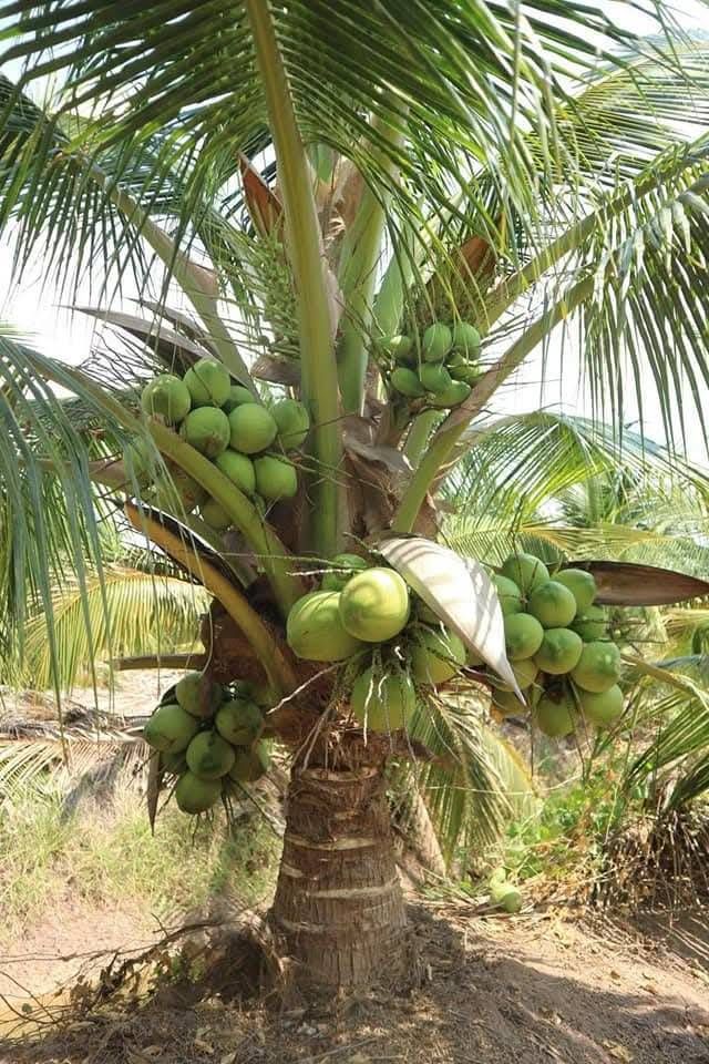 Coconut Tree / Thengu (18th Patta Dwarf) Hybrid Seedling