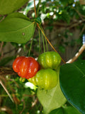 Cherry (Surinam, Layer) Fruit Plant
