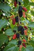 Mulberry (Layer) Fruit Plant