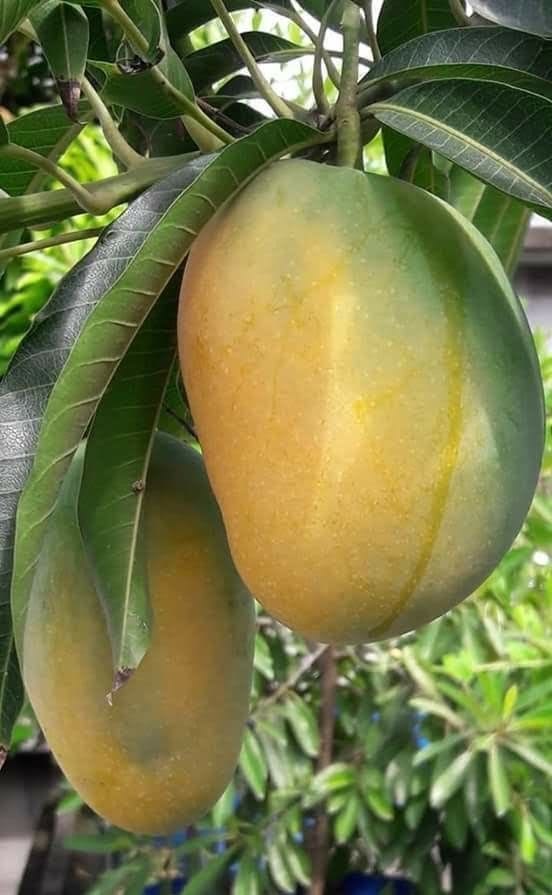 Mango (Banganapalle, Graft) Fruit Plant