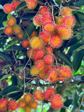 Rambutan (Rongrien, Bud) Fruit Plant