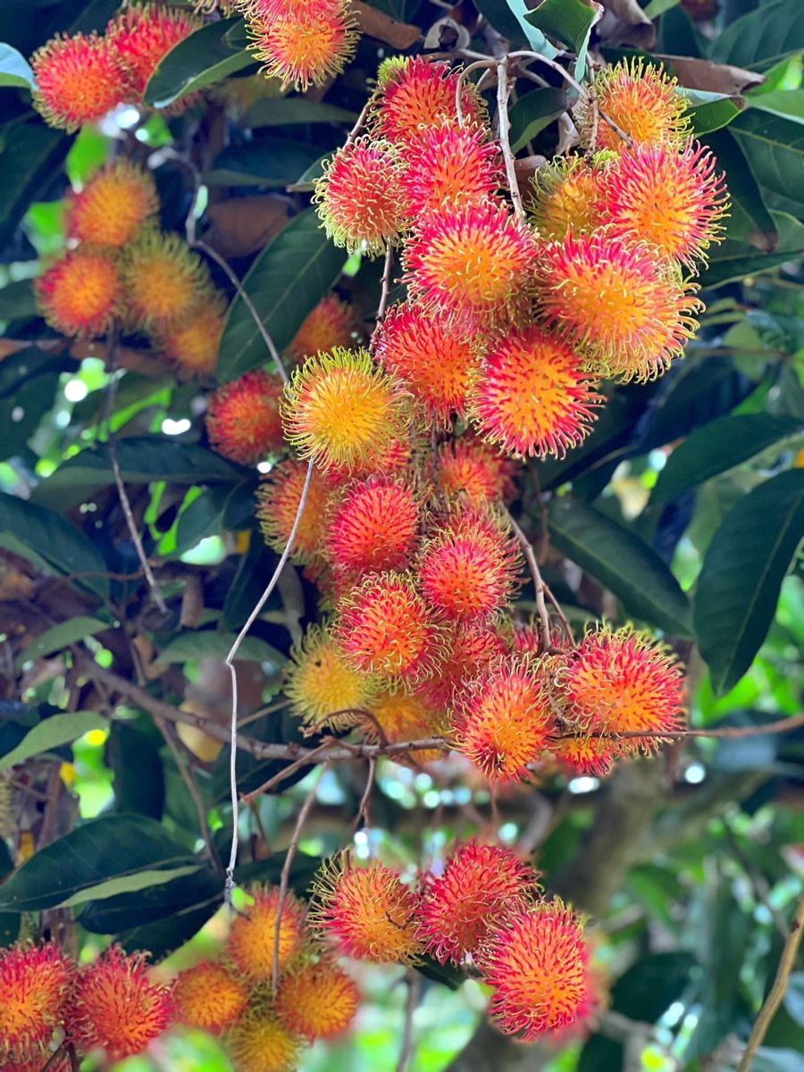 Rambutan (Rongrien, Bud) Fruit Plant