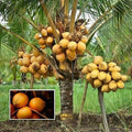 Coconut Tree / Thengu (D x T, Orange Dwarf) Hybrid Seedling