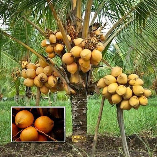 Coconut Tree / Thengu (D x T, Orange Dwarf) Hybrid Seedling