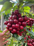 Terengganu Cherry (Layering) Fruit Plant
