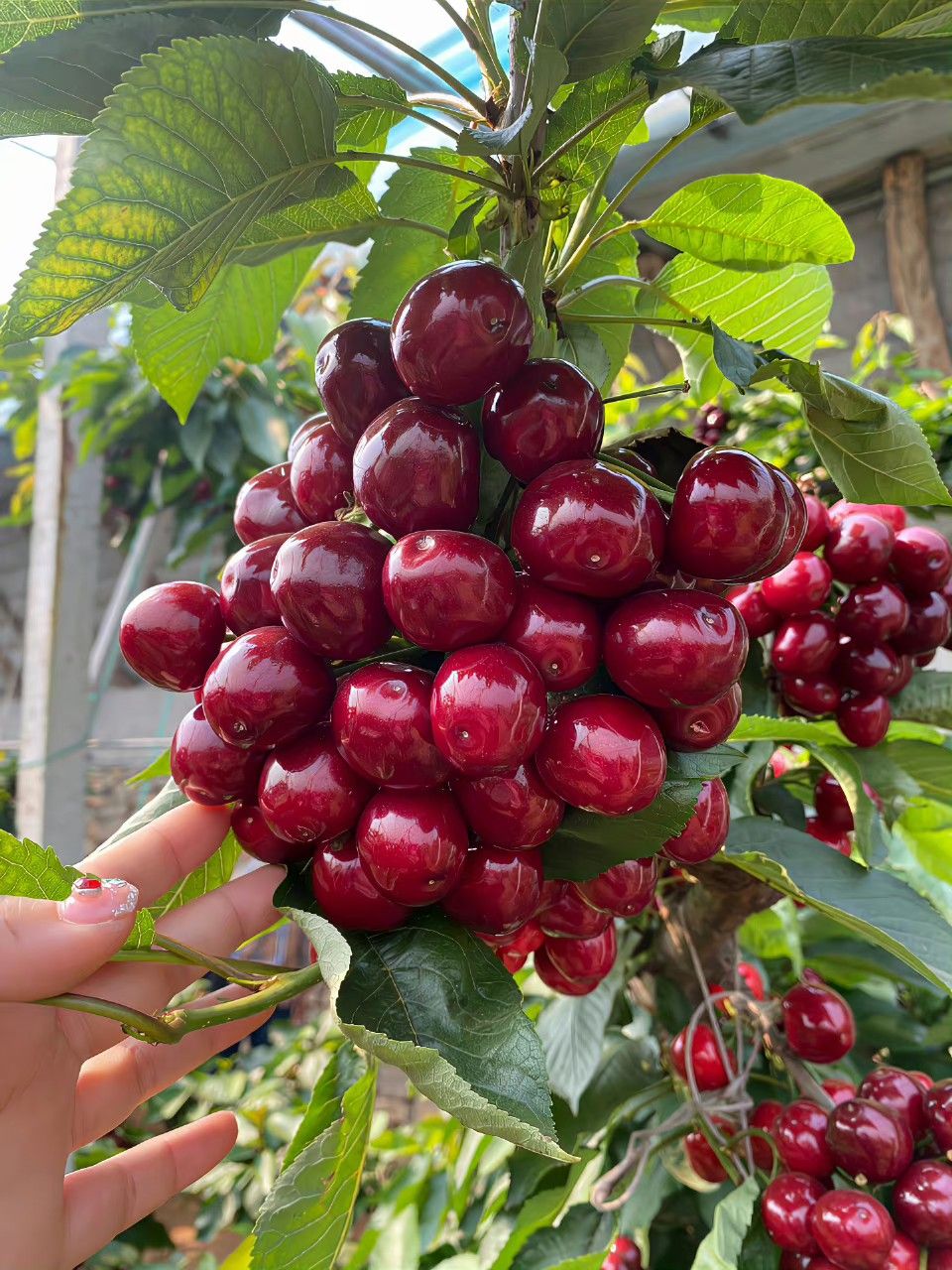 Terengganu Cherry (Layering) Fruit Plant