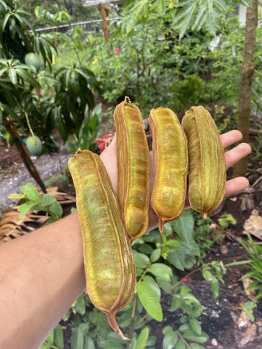 Ice Cream Beans / Monkey Tamarind (Layer) Fruit Plant