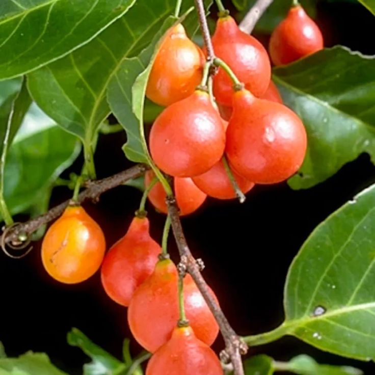 Lolly Berry (Chinese Salacia, Seedling) Fruit Plant