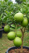 Spanish Lime (Layer) Fruit Plant