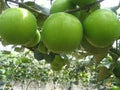 Jujube / Ber Apple (Seedless, Graft) Fruit Plant | Elantapazham