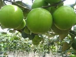 Jujube / Ber Apple (Seedless, Graft) Fruit Plant | Elantapazham