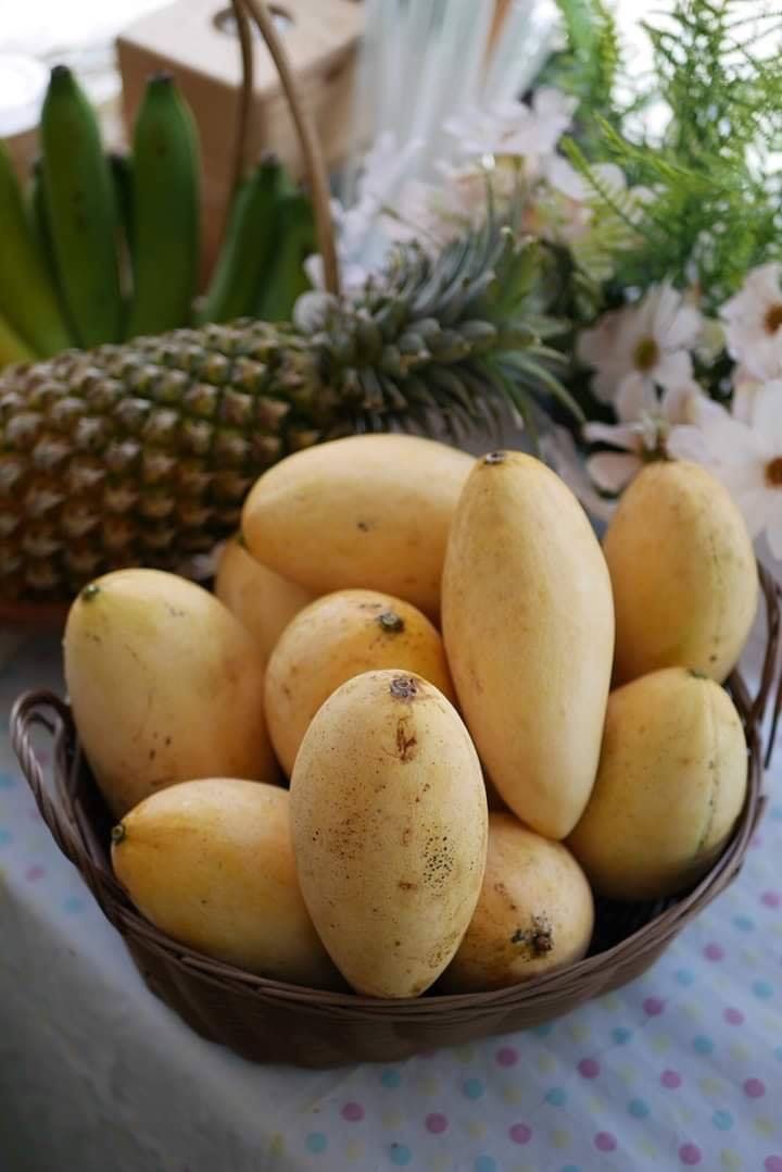 Thailand Mango (Hong Siang Ya, Graft) Fruit Plant