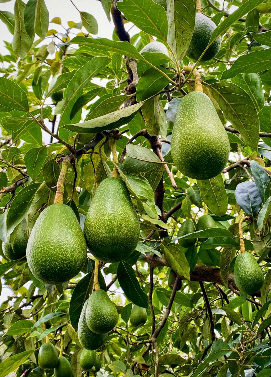Avocado / Butter Fruit (Wayanad, Graft) Fruit Plant