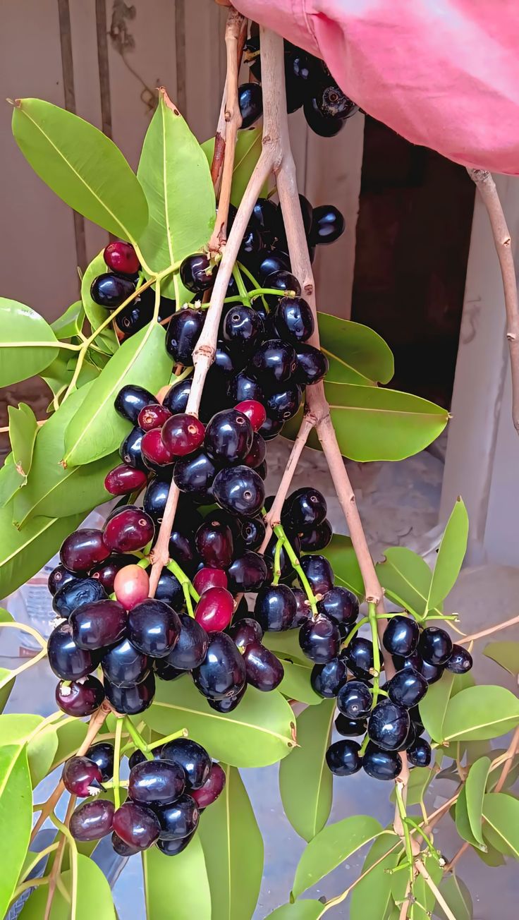 Boroli / Jumbo Jamun Njaval (Graft) Fruit Plant