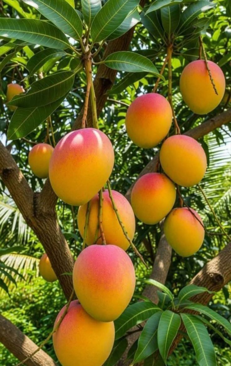 Mango (Sindhooram, Graft) Fruit Plant