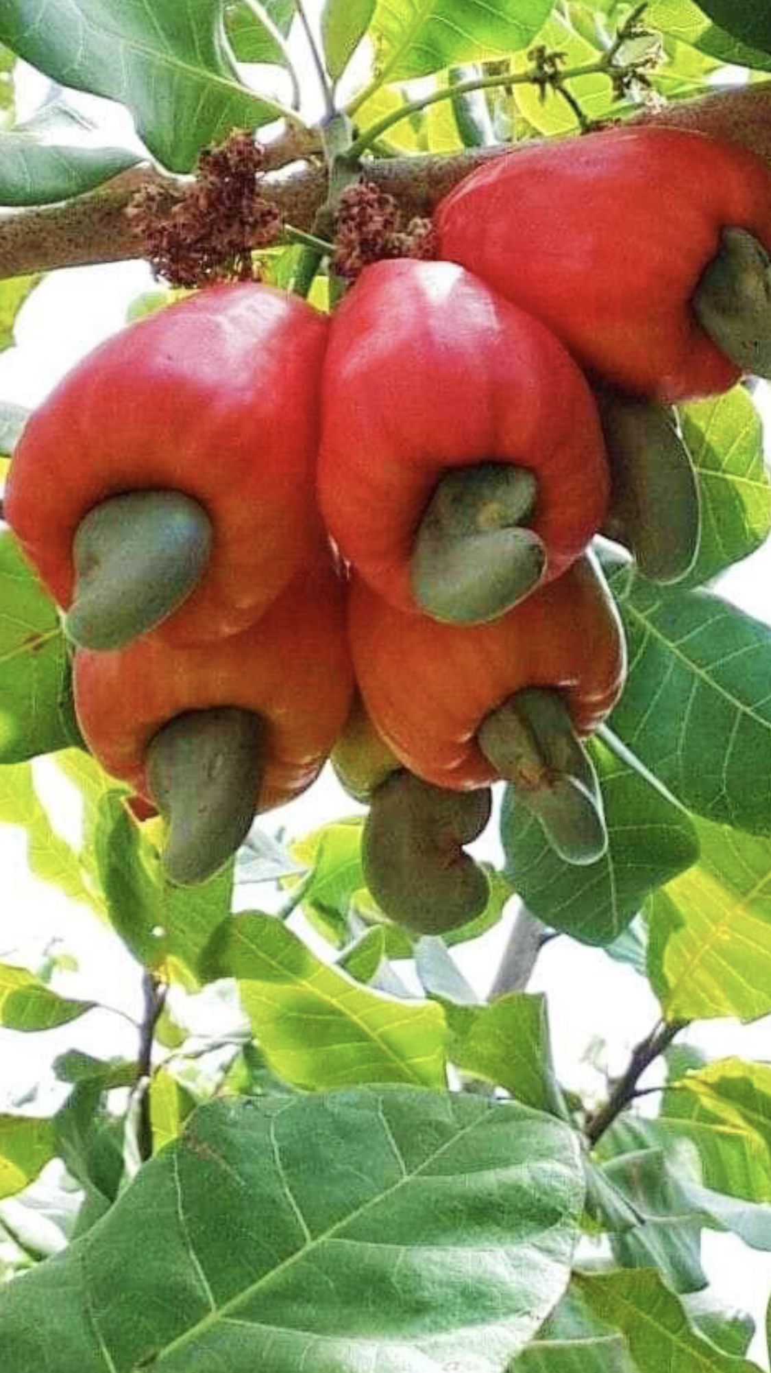 Cashew Apple (Desi, Graft) Fruit Plant