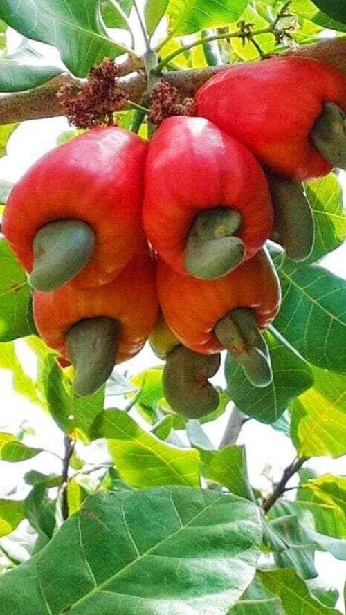 Cashew Apple (Desi, Graft) Fruit Plant