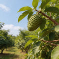 Mountain Soursop (Seedling) Fruit Plant