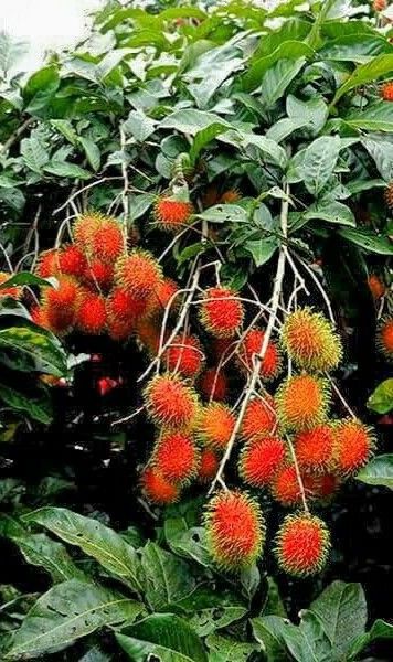 Rambutan (Schoolboy, Bud) Fruit Plant