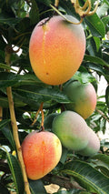Mango (Chakkara, Budded) Fruit Plant