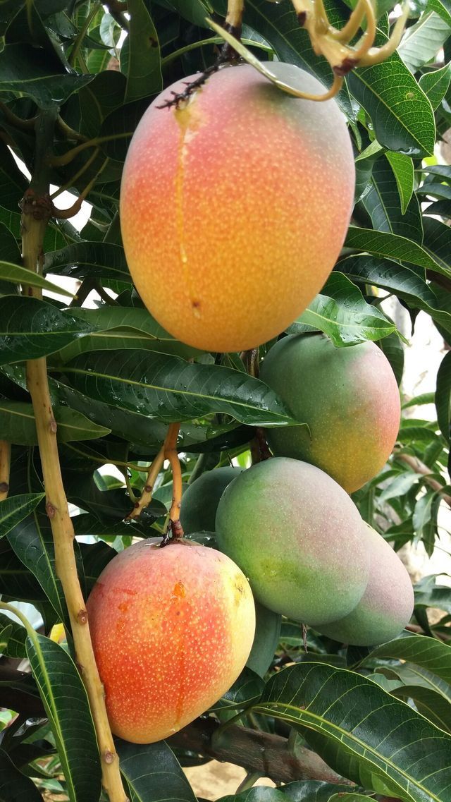 Mango (Chakkara, Budded) Fruit Plant