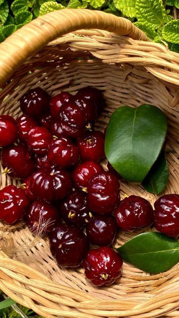 Cherry (Black Surinam, Layer) Fruit Plant