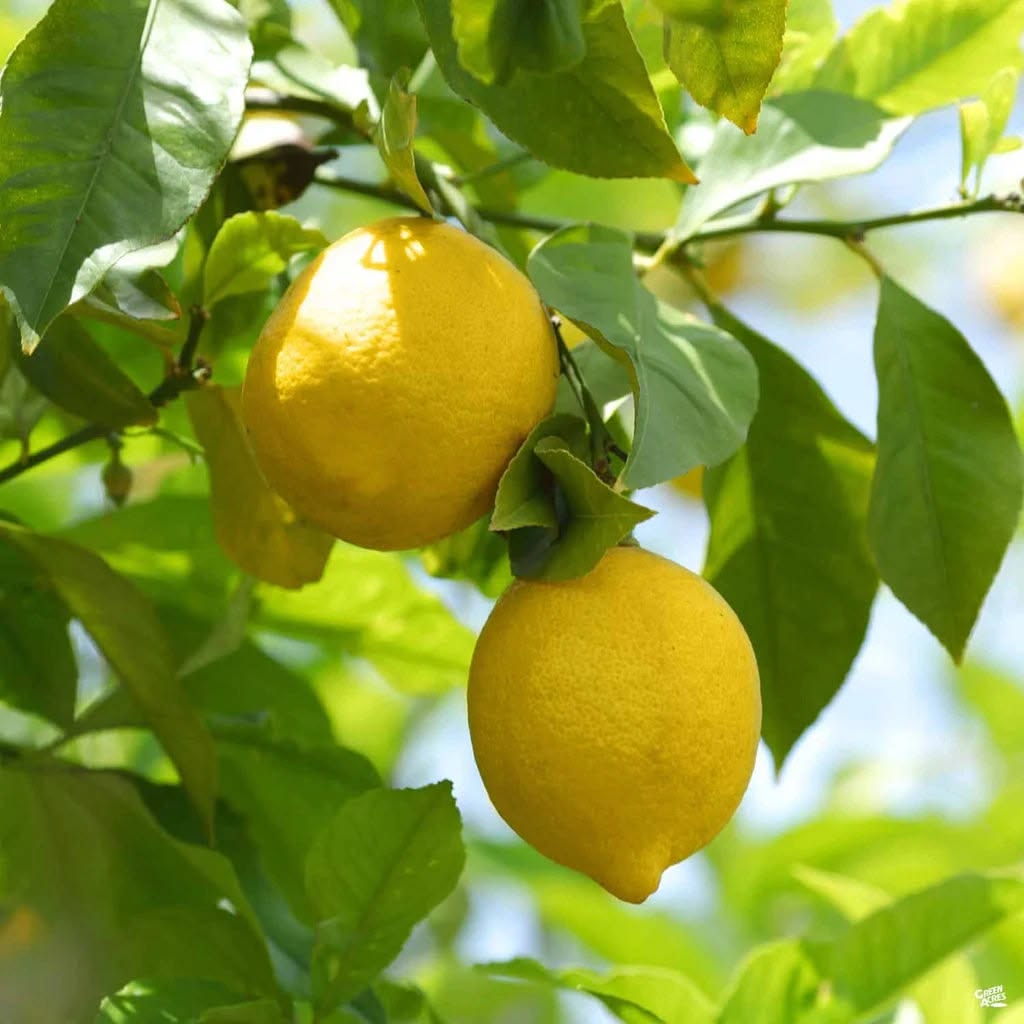 Cherunaranga / Lemon (Seedless, Layer) Fruit Plant