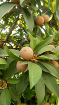 Chikoo / Sapota (Desi, Grafted) Fruit Plant