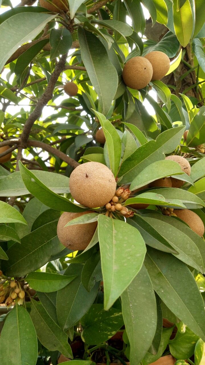 Chikoo / Sapota (Desi, Grafted) Fruit Plant