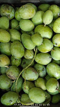 Mango (Kosseri, Graft) Fruit Plant
