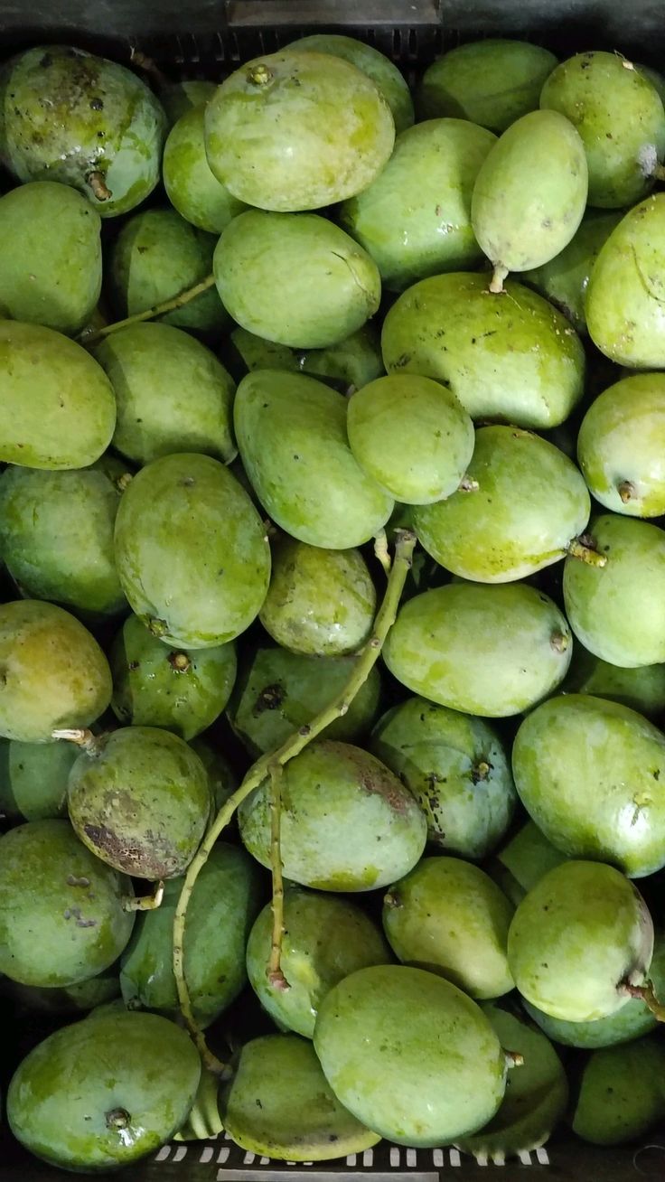 Mango (Kosseri, Graft) Fruit Plant