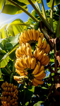 Banana (Njaalipoovan, Tissue Culture) Plant | Finger Banana