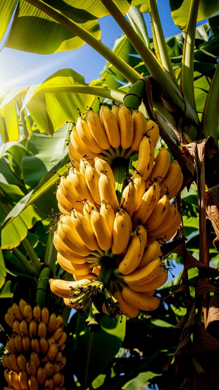 Banana (Njaalipoovan, Tissue Culture) Plant | Finger Banana