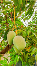 Mango (Priyoor, Strong Graft) Fruit Plant