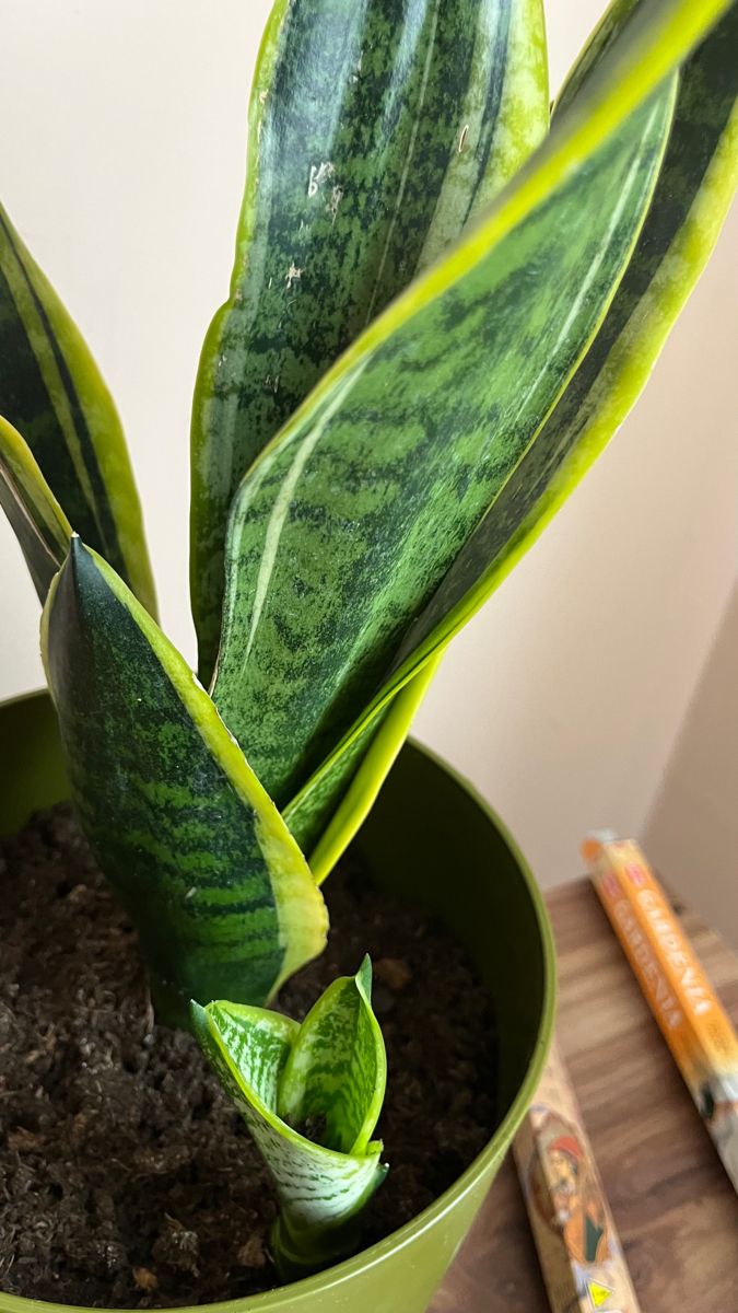 Snake plant