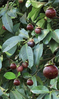Mangosteen (Mesta Early Fruiting, Seedling) Fruit Plant