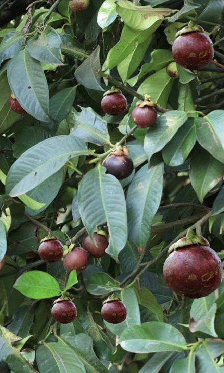 Mangosteen (Mesta Early Fruiting, Seedling) Fruit Plant