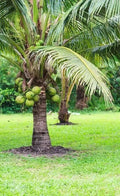 Coconut Tree / Thengu (Kerasree) Hybrid Seedling
