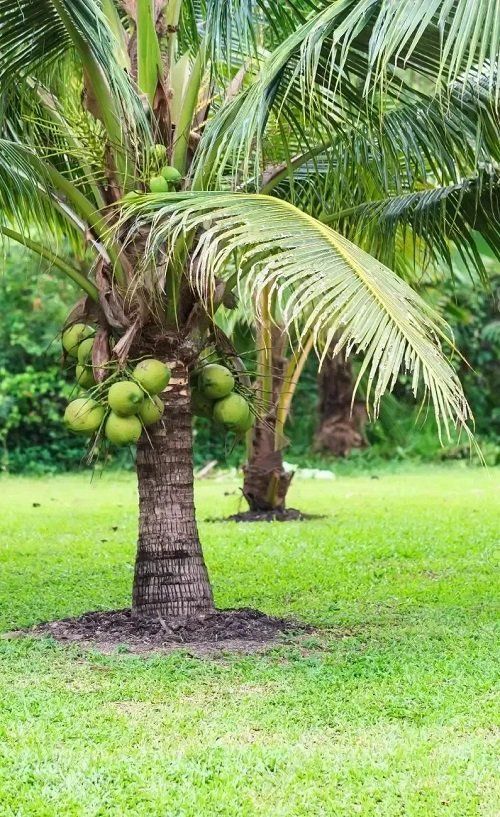 Coconut Tree / Thengu (Kerasree) Hybrid Seedling