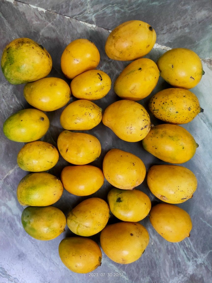 Mango (Neelam, Graft) Fruit Plant
