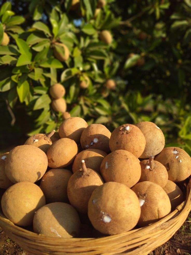 Chikoo / Sapota (Jambo, Grafted) Fruit Plant
