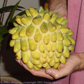 Rollinia (Custard Apple Family) Fruit Plant