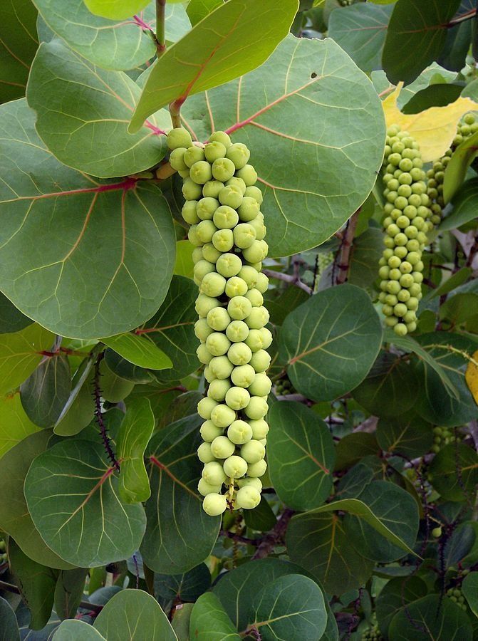 Sea Grape (Seedling) Fruit Plant