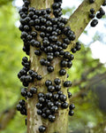 Jabuticaba (Grimal, Layering) Fruit Plant