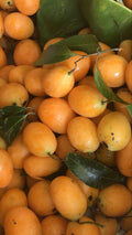 Mootty Fruit (Yellow, Seedling) Fruit Plant