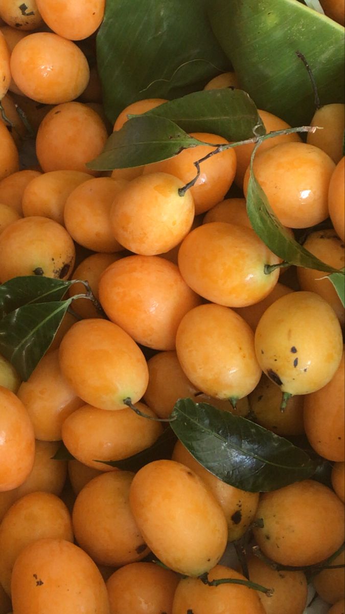 Mootty Fruit (Yellow, Seedling) Fruit Plant