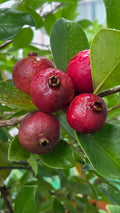 Guava / Perakka (Chinese Violet, Layer) Fruit Plant