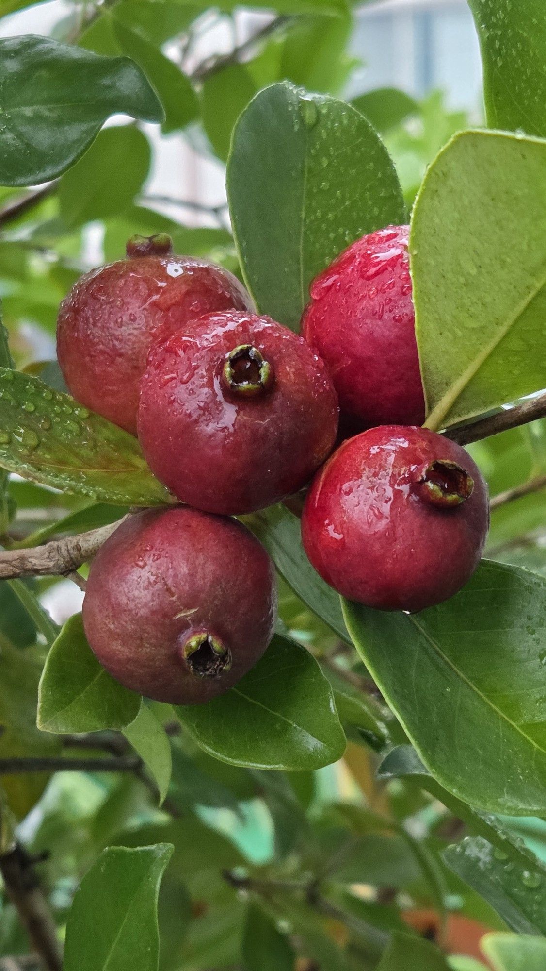 Guava / Perakka (Chinese Violet, Layer) Fruit Plant