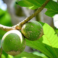 Green Sapote (Seedling) Fruit Plant